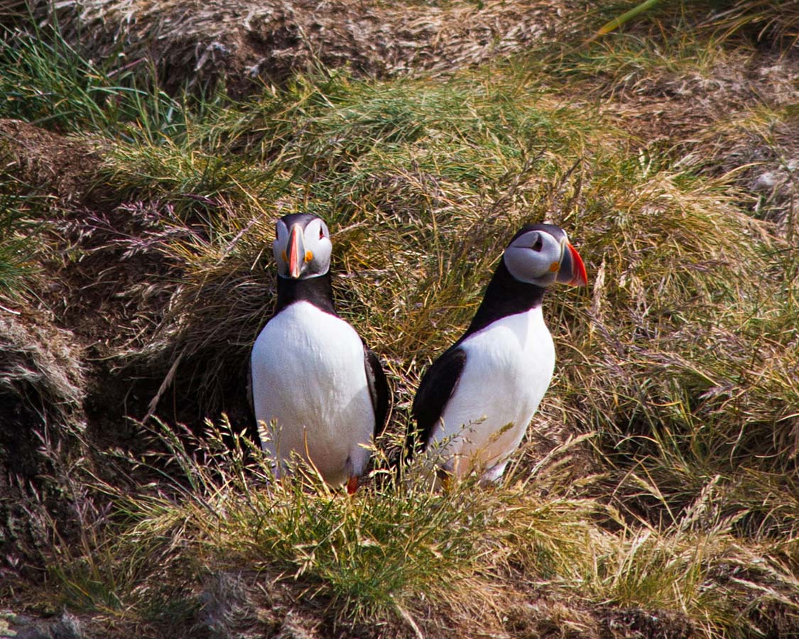 We Went Inside a Puffin Burrow I Cute Puffling Bird Underground