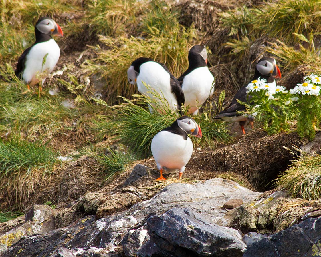 Puffin Islands Iceland