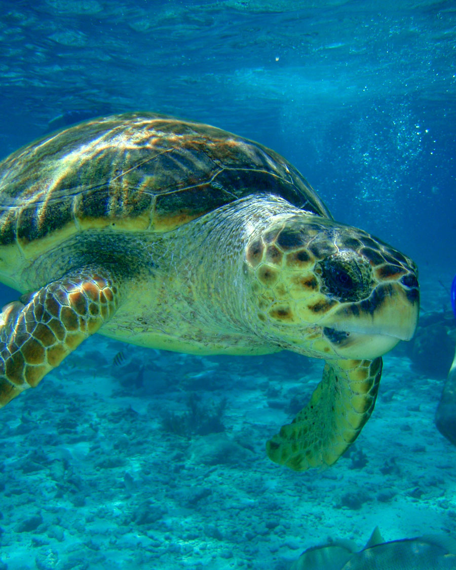 Turtle at Hol Chan Marine Reserve in Belize.