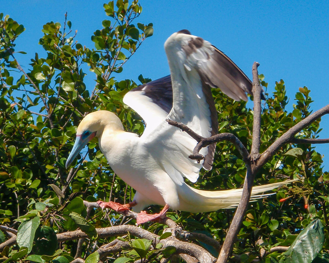 Red-footed booby landing on a tree in Half Moon Caye Belize.