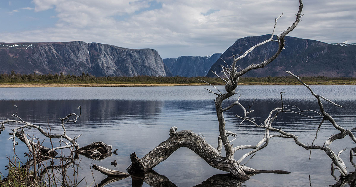 A gnarled tree lies dramatically in the water of Western Brook pond in Gros Morne National Park