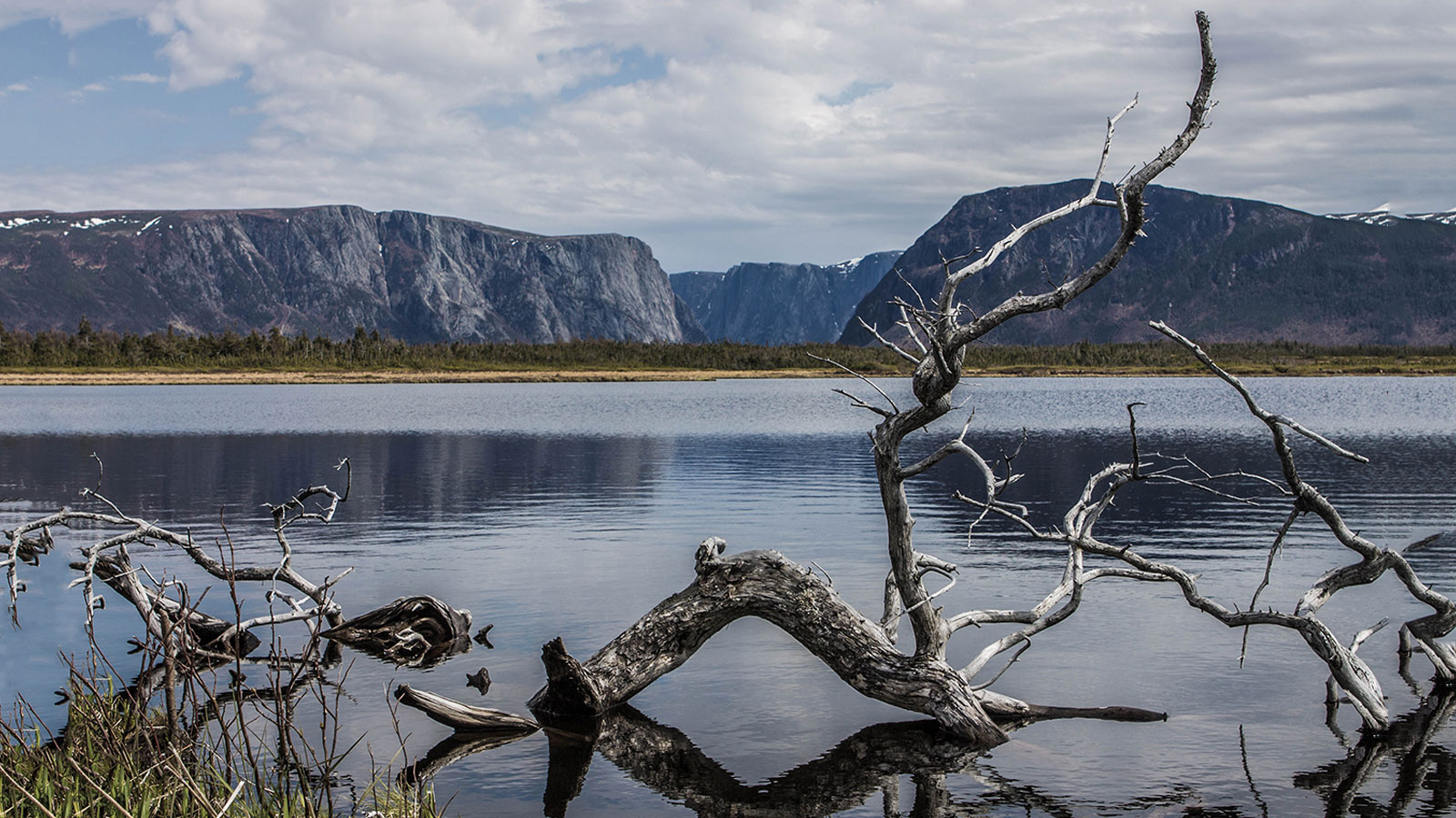 A gnarled tree lies dramatically in the water of Western Brook pond in Gros Morne National Park