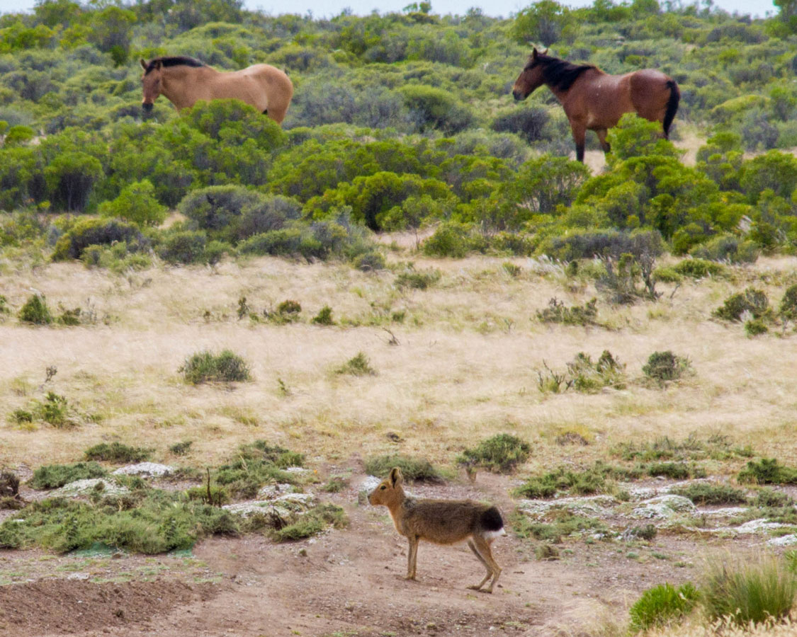 Patagonia hare and some horses roam free in an estancia in Peninsula Valdes.