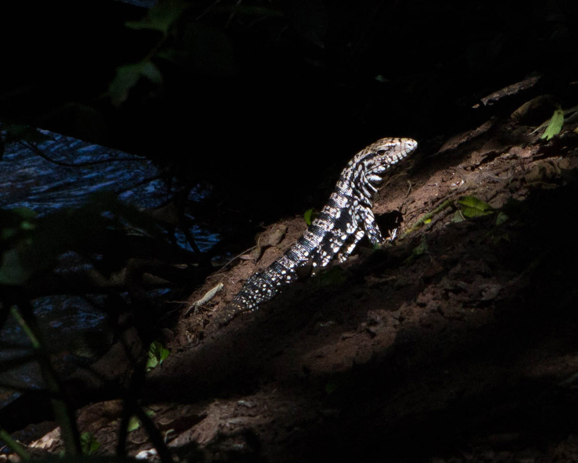 A monitor lizard finds a ray of sunshine in Iguazu Falls Argentina