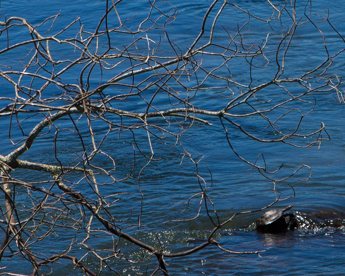 A turtle clings to a rock in the rivers of Iguazu Falls