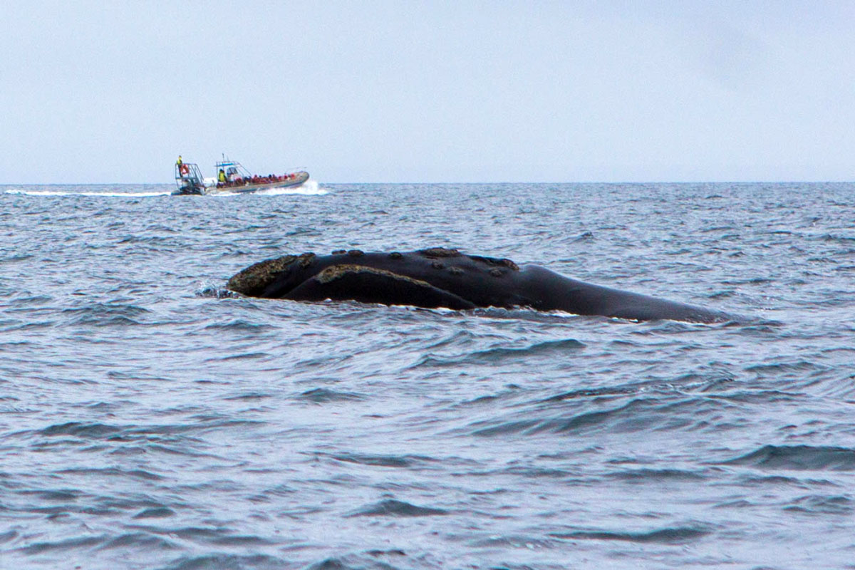The endangered Northern Right whale surfaces in Golfo Nuevo, a great place to visit from Puerto Madryn with kids.