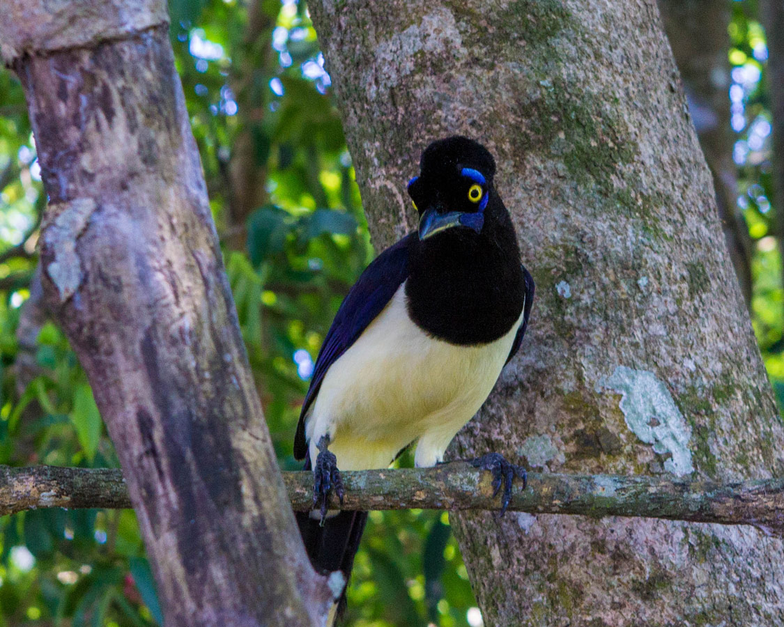 Plush-crested Jay in Iguazu Falls Argentina.