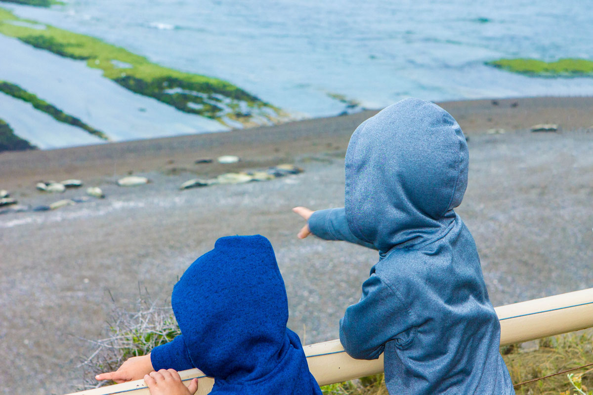 Boys point out Elephant seals on the beach.