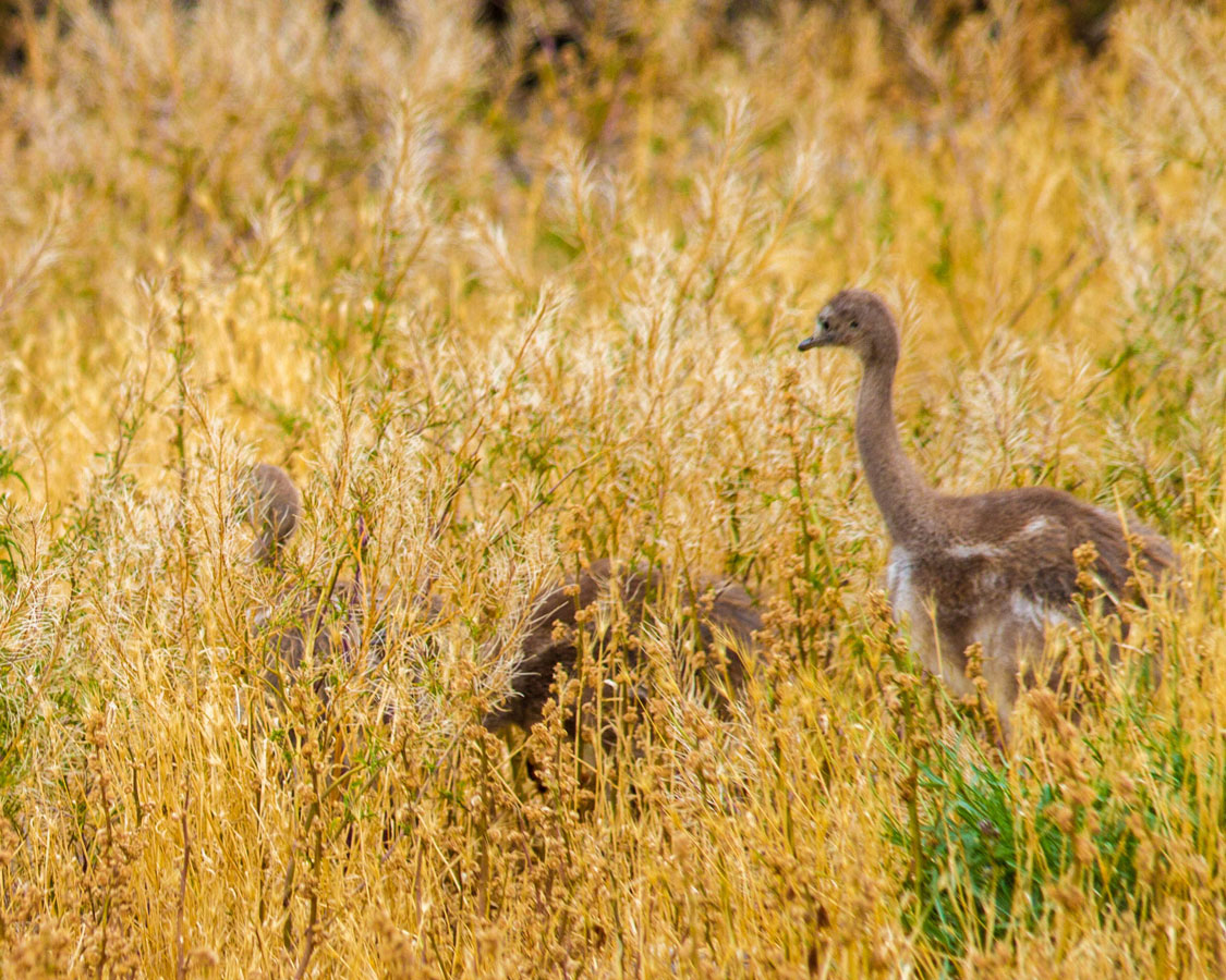 A family of rheas hidden by tall grass in Peninsula Valdes, Argentina.