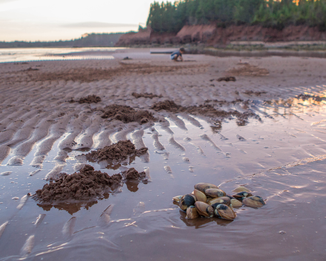 A pile of clams sits on the red sand of PEI