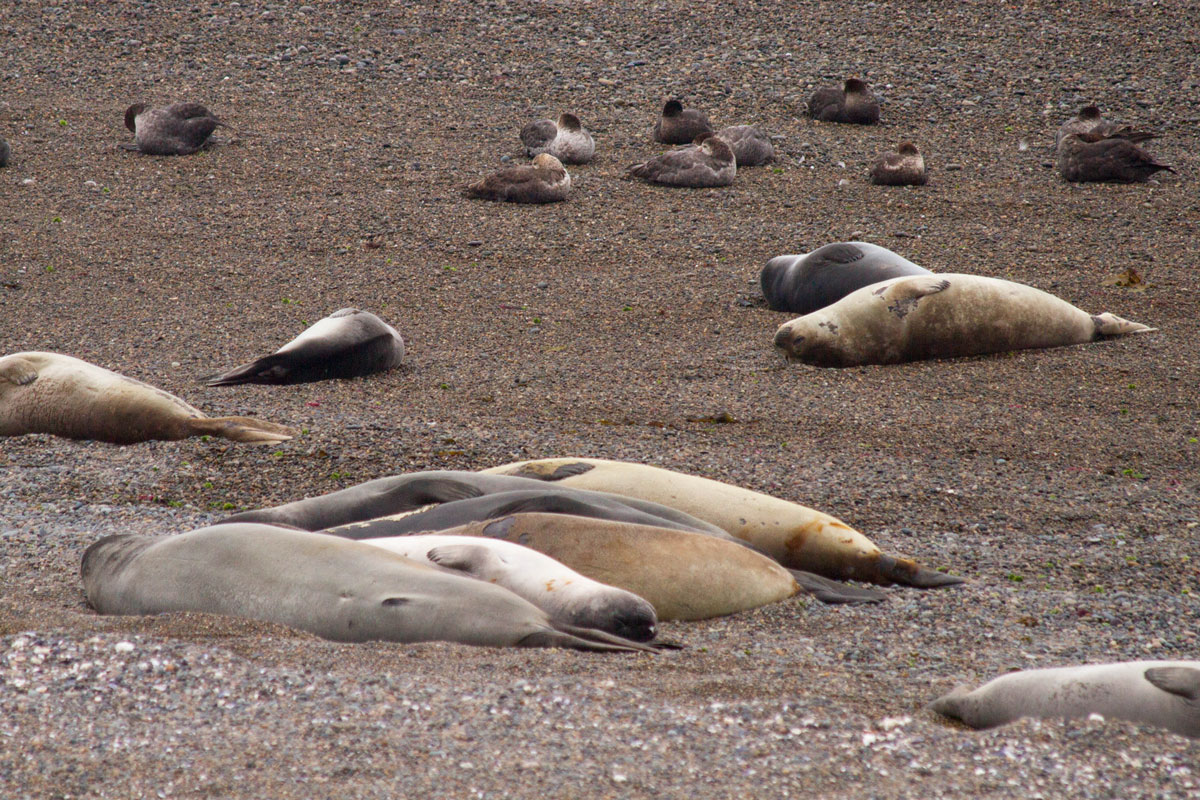 Elephant seals on the beach in Caleta Valdes.