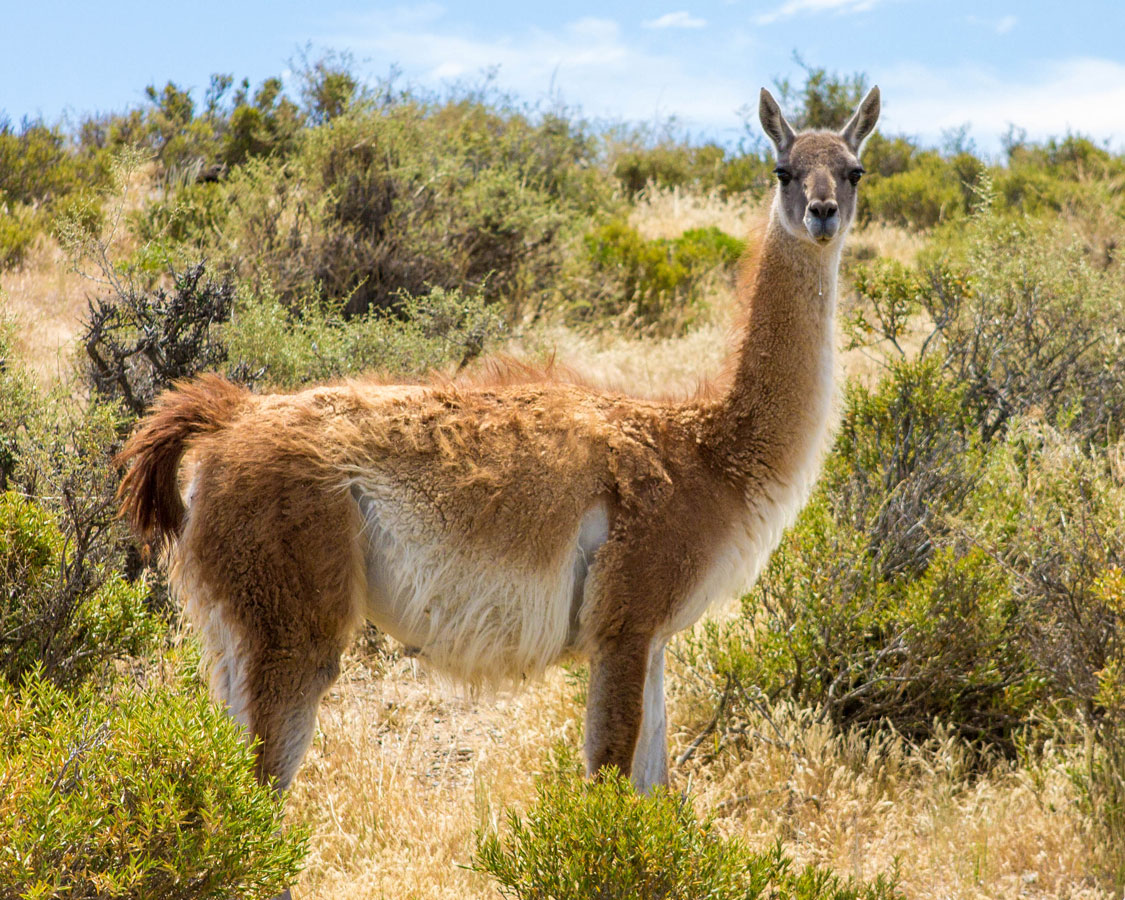 Guanaco in Punta Tombo penguin rookery.