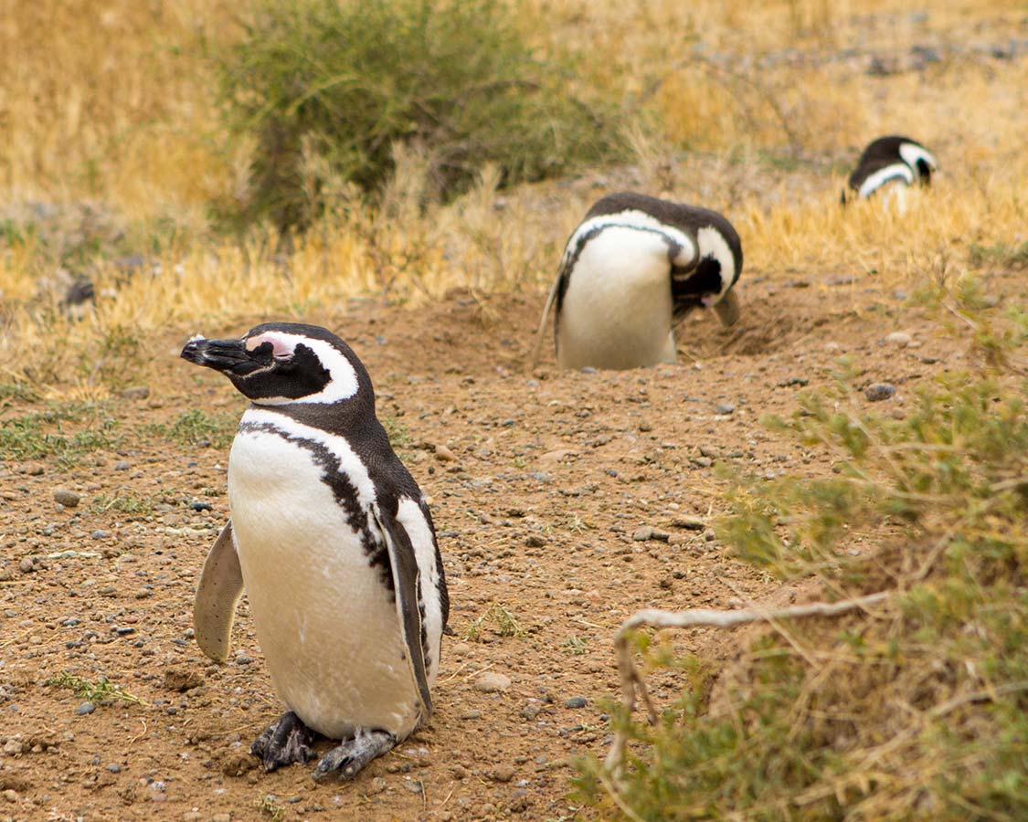 Solitary penguin walking around Peninsula Valdes.