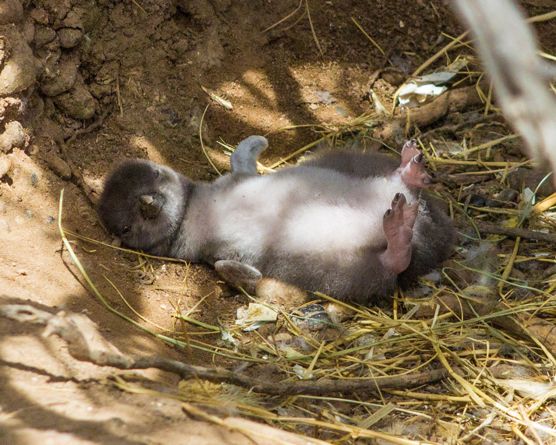 Baby penguin in the nest at Punta Tombo penguin rookery in Argentina.