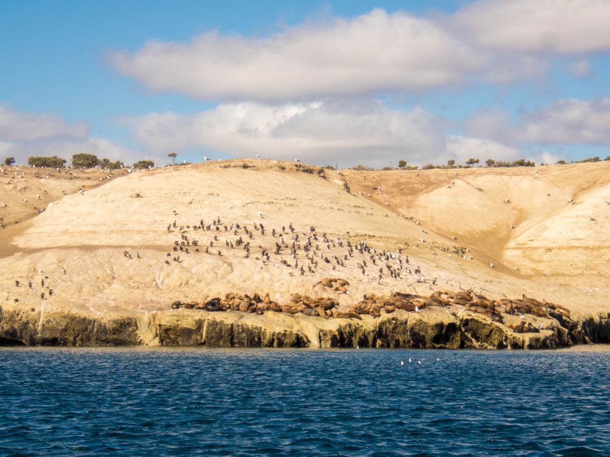 Sea lion colony as seen from the waters off of Punta Loma, Argentina.
