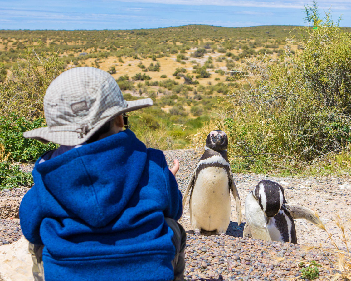 Boy watches penguins in Punta Tombo Penguin Rookery, a fantastic place to visit when in Puerto Madryn with kids.