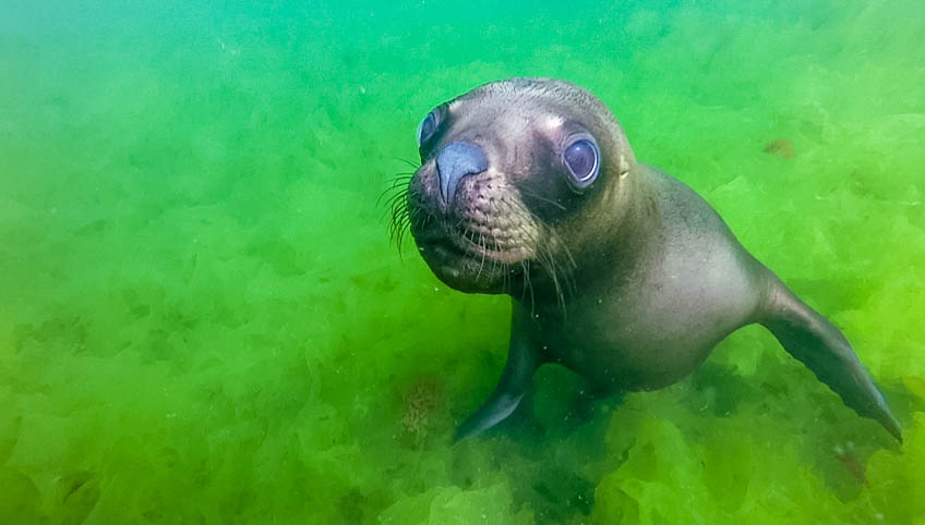 Close up of sea lion in the water.