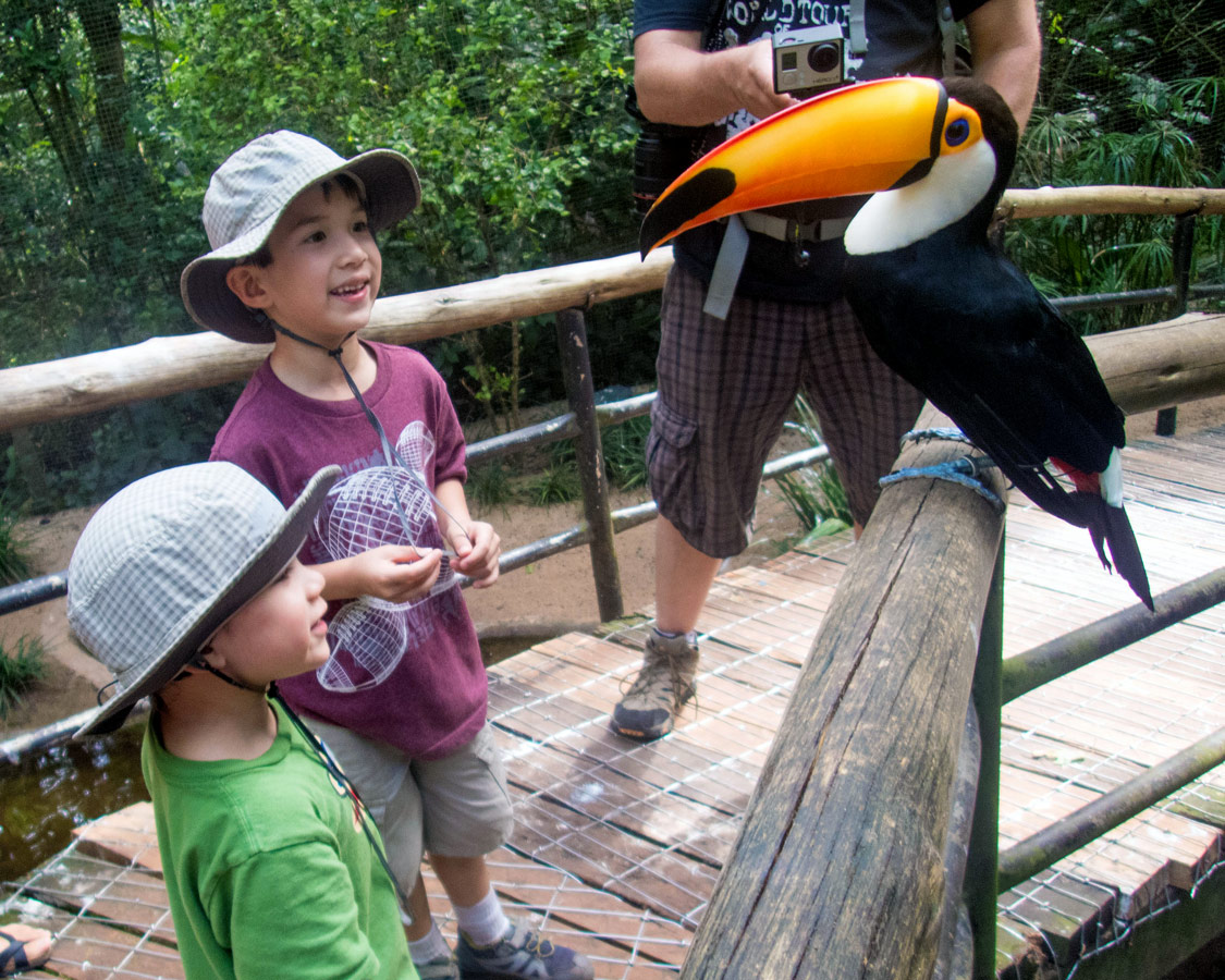 Boys look at a toucan in Das Aves Bird Park which is a great addition to a visit to Iguazu Falls Brazil with kids.