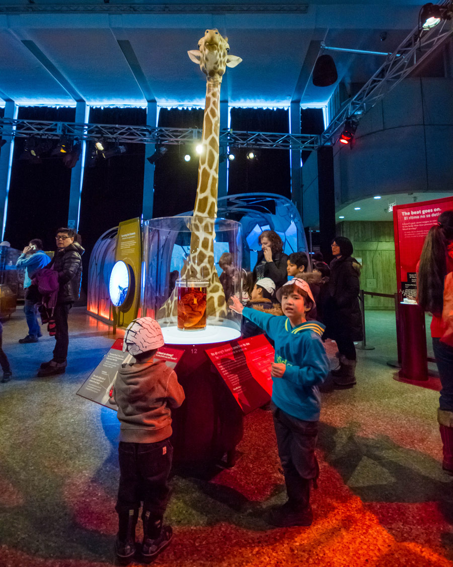 Two young boys interact with a giraffe display at the Ontario Science Centre Bio Mechanics Exhibit