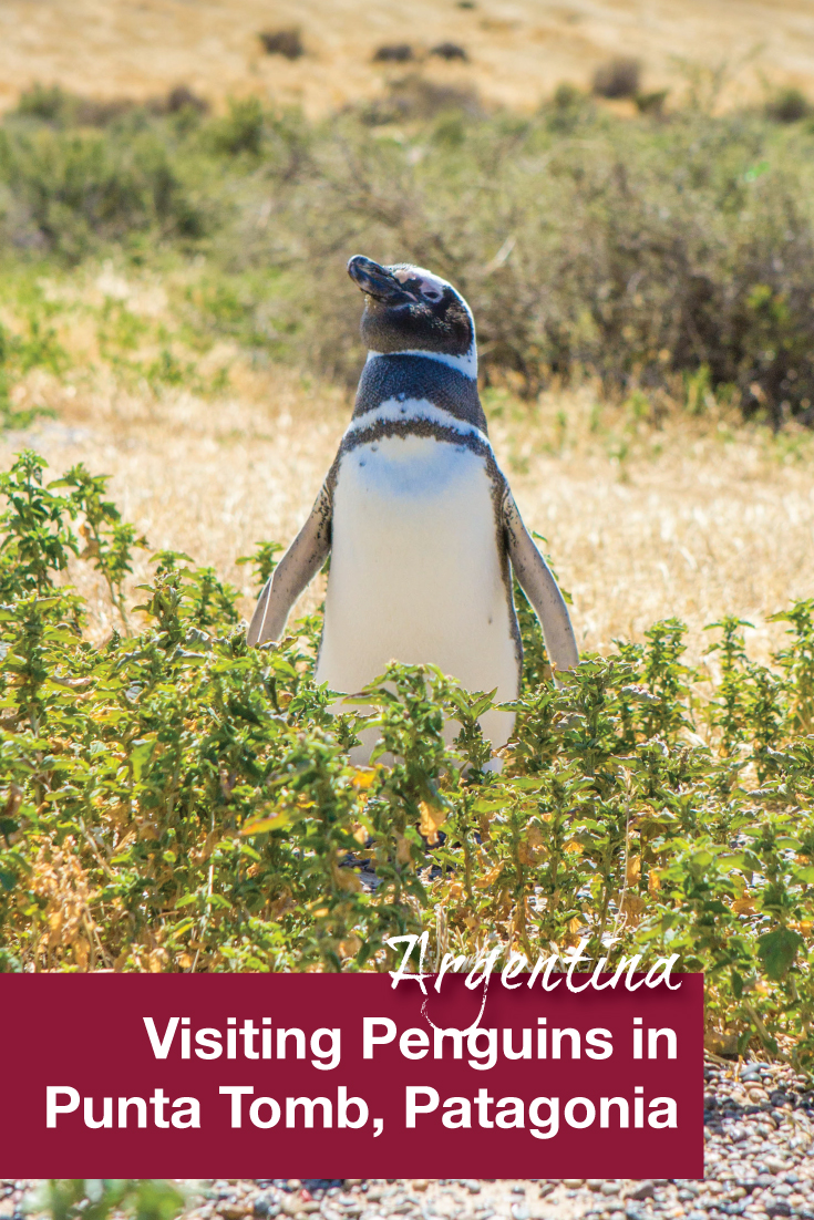 Penguins in Punta Tombo Argentina Pinterest