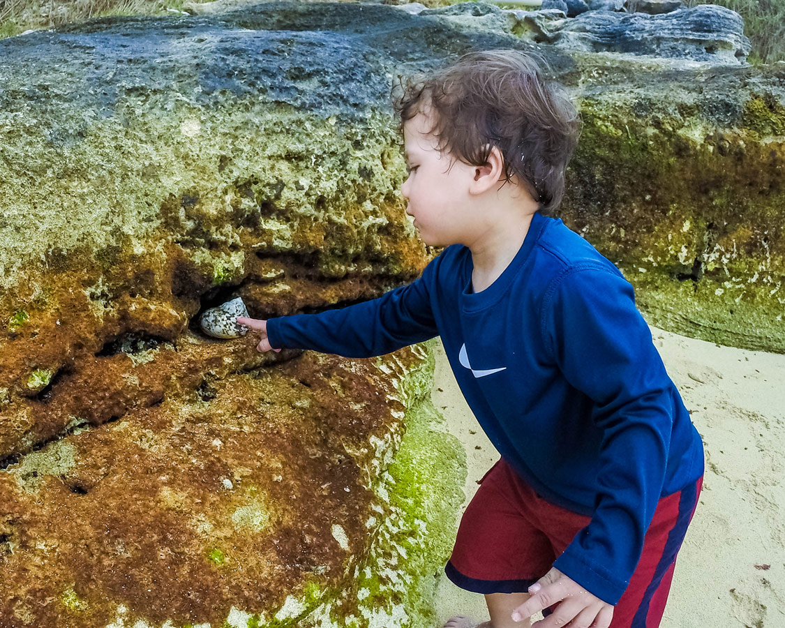 Boy looking for shells in Tobacco Bay, St George Bermuda.