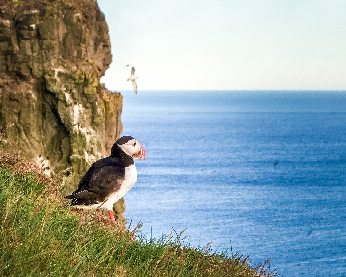 A Puffin stares out from the Latrabjarg cliffs in Iceland