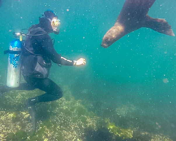 A SCUBA diver reaches out towards a curious sea lion in Punta Loma Argentina