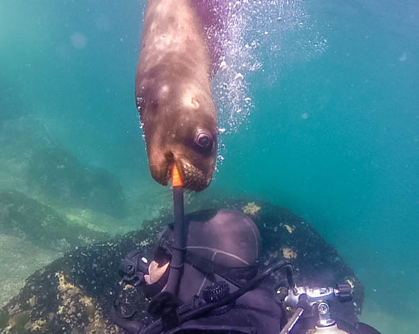 A sea lion in Punta Loma Argentina nibbles on a divers snorkel