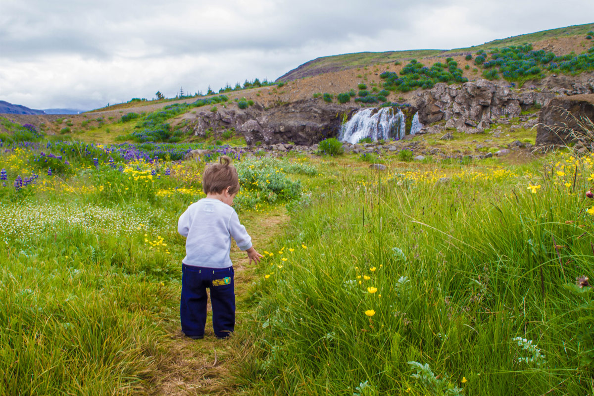 A toddler walks through long grass and wildflowers towards a small waterfall as he explores family friendly hikes in Iceland