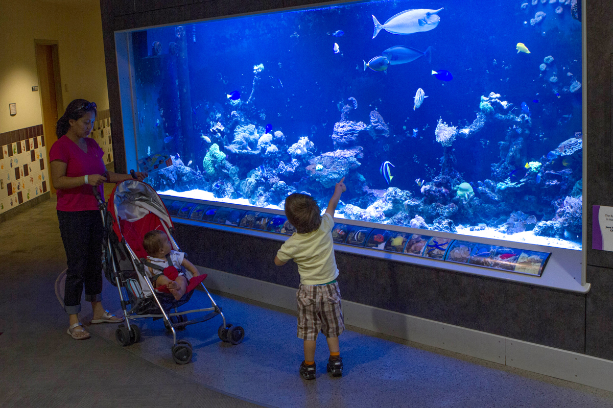 Aquarium in the Strong Museum of Play entertains kids on a long weekend visit to the Finger Lakes with kids.