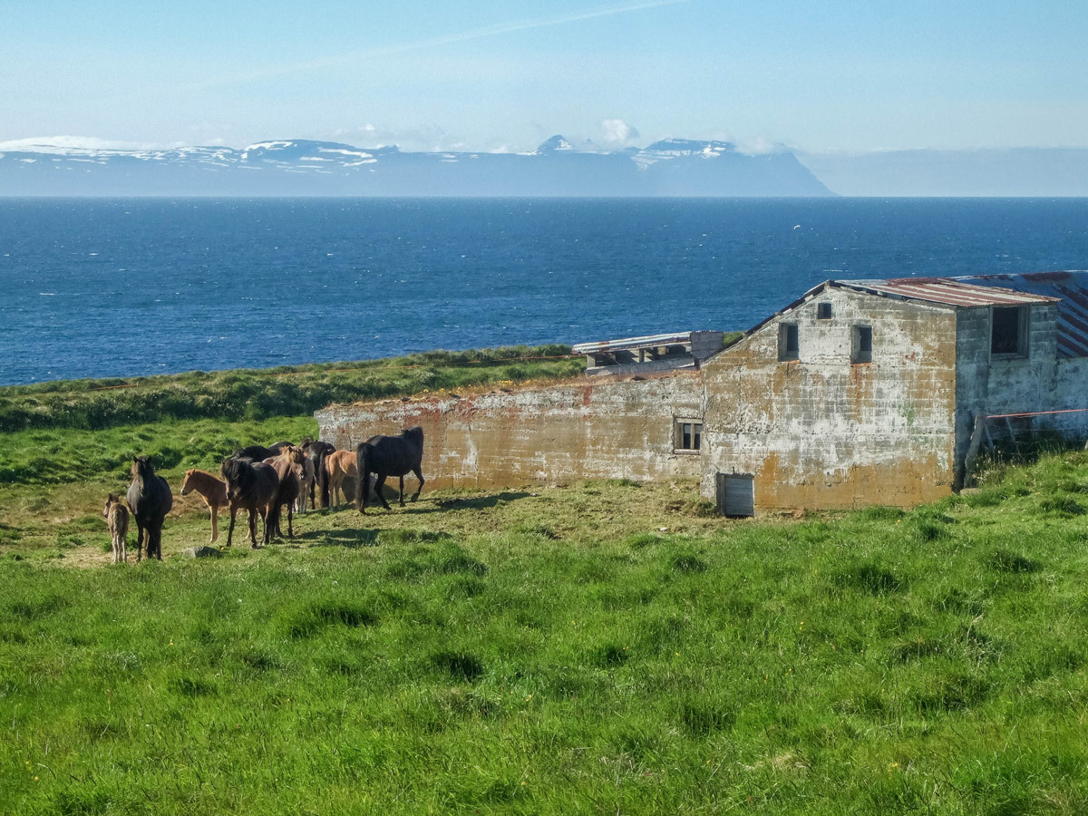 Icelandic Horses stand next to a decrepit stone barn on the Vatnsnes Peninsula in Iceland