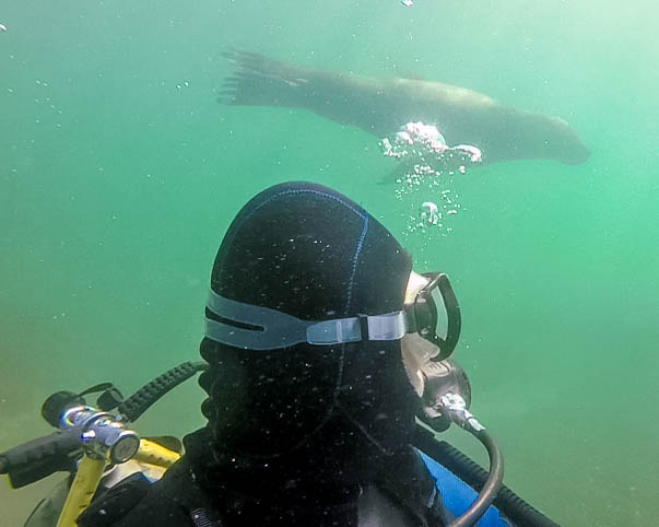 A SCUBA diver looks over his shoulder towards a sea lion