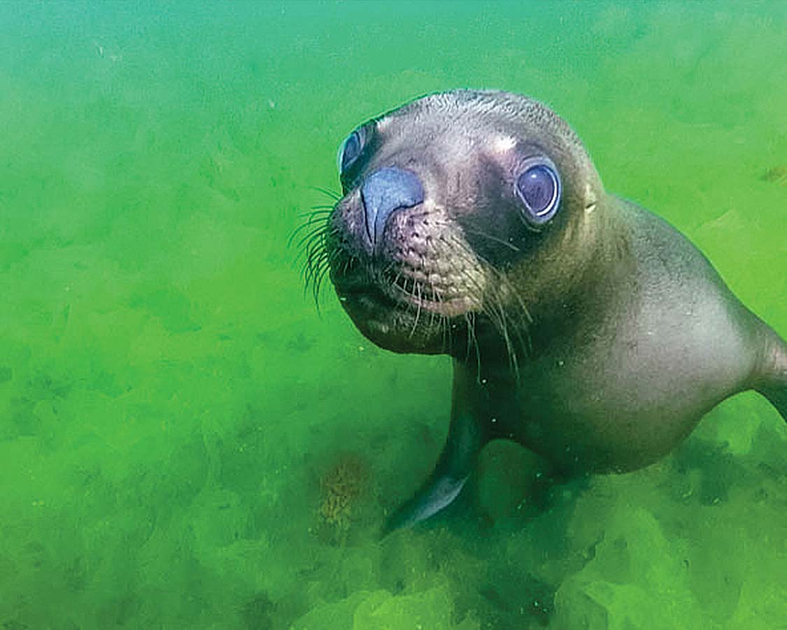 A sea lion in Punta Loma Argentina stands out against bright green algae