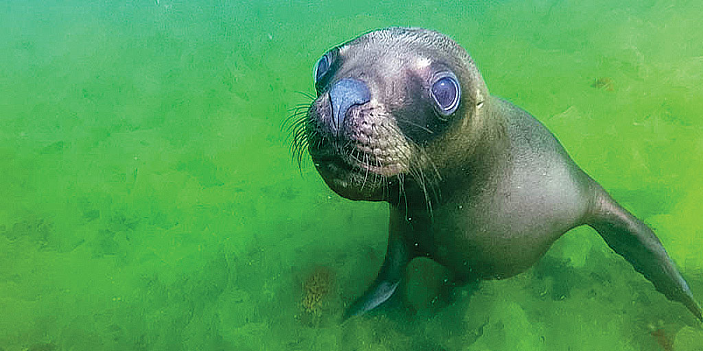 A sea lion in Punta Loma Argentina stands out against bright green algae