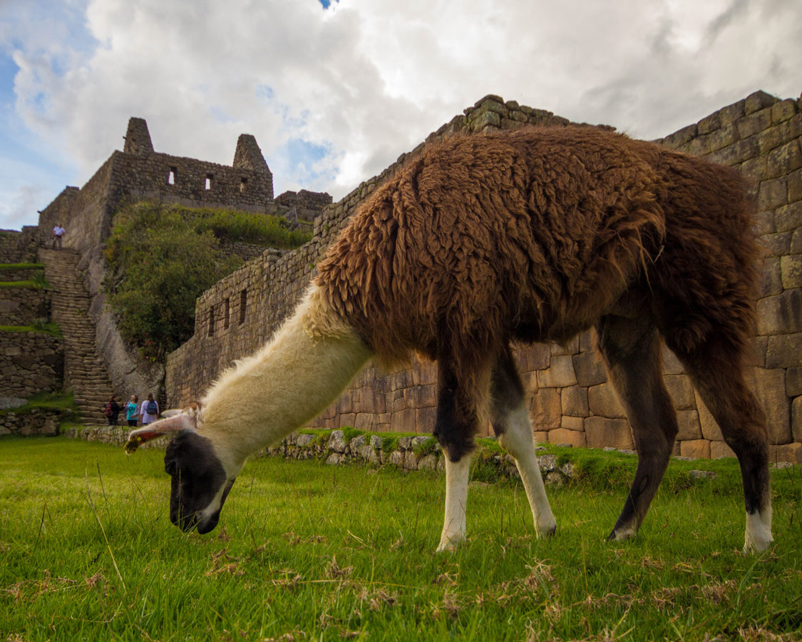 Llamas were everywhere and is a surefire favorite when visiting Machu Picchu with kids.