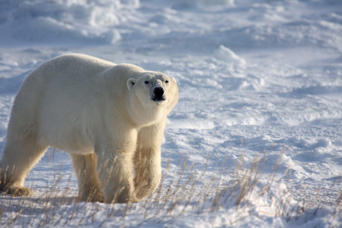 A polar bear roams the snow near Churchill Manitoba, one of the most amazing places in Canada