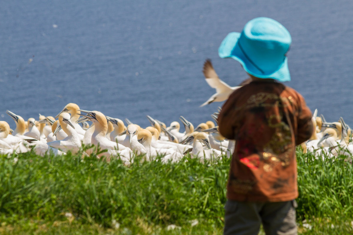 Bird flocks on Bonaventure Island Quebec. The Gaspe Peninsula is one of the most amazing places in Canada