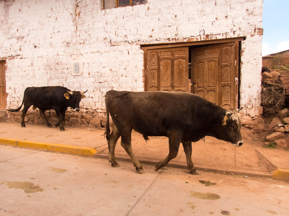 Bulls walk down narrow cobblestone streets of Maras Peru. Just one of the things you might experience while Visiting Maras and Moray with kids
