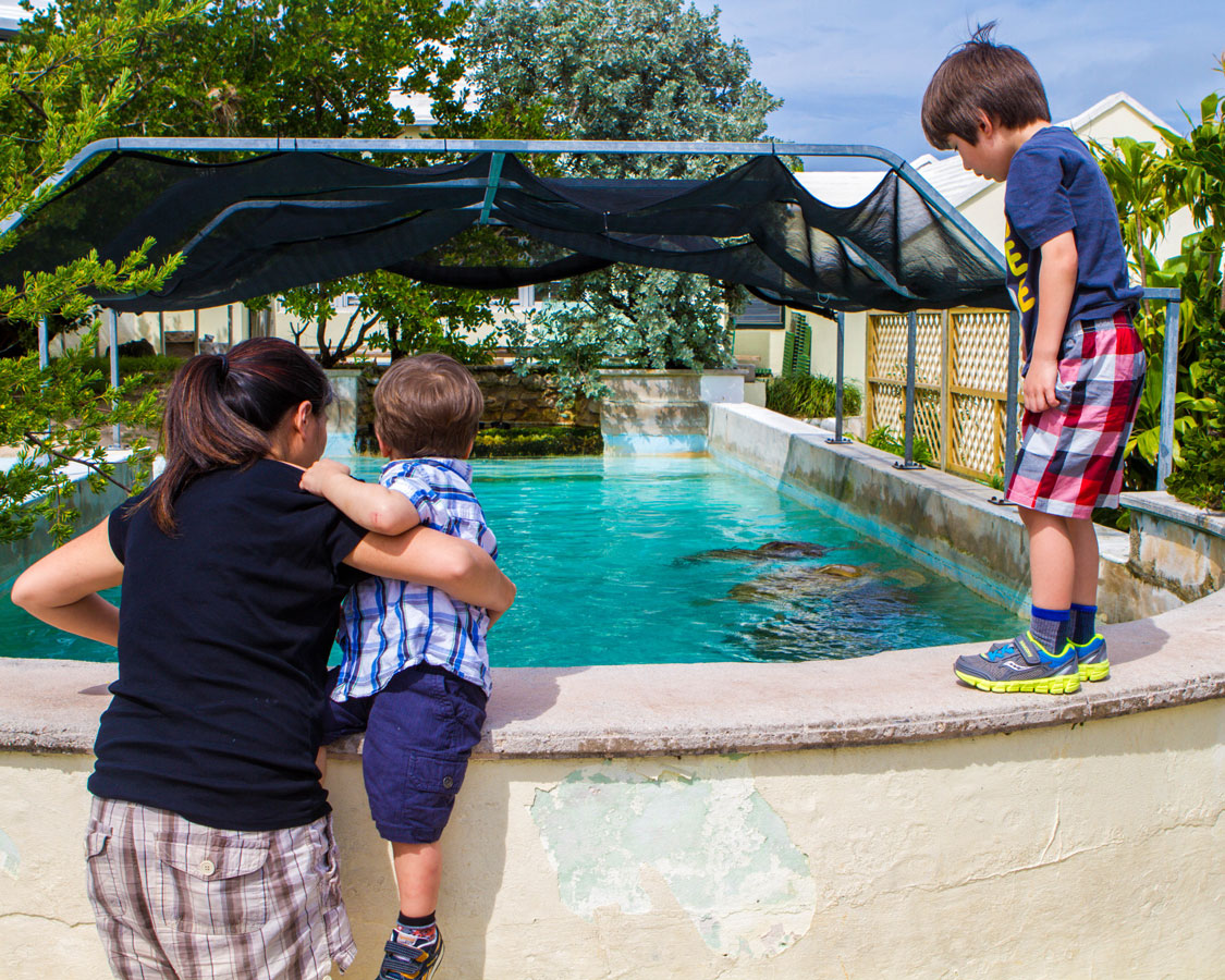 A mother helps a toddler look at turtles at the Underwater Exploration Institute in Hamilton Bermuda with kids