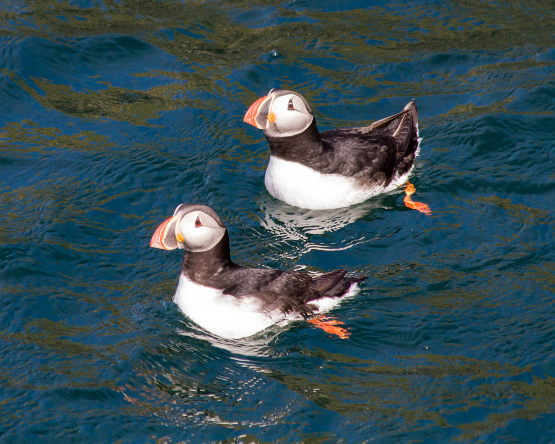 Iceland Puffins in the water