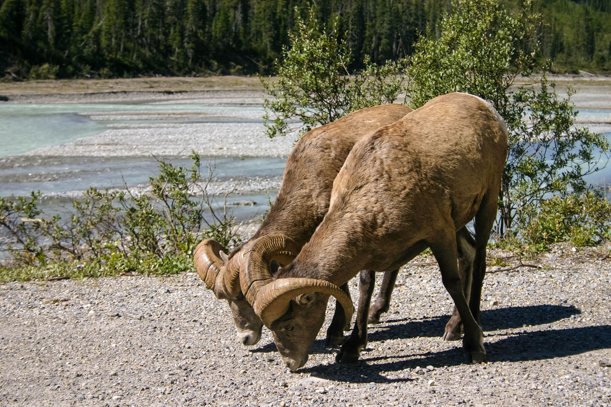 Mountain Goats graze at the side of the road near Jasper Alberta one of the most amazing places in Canada