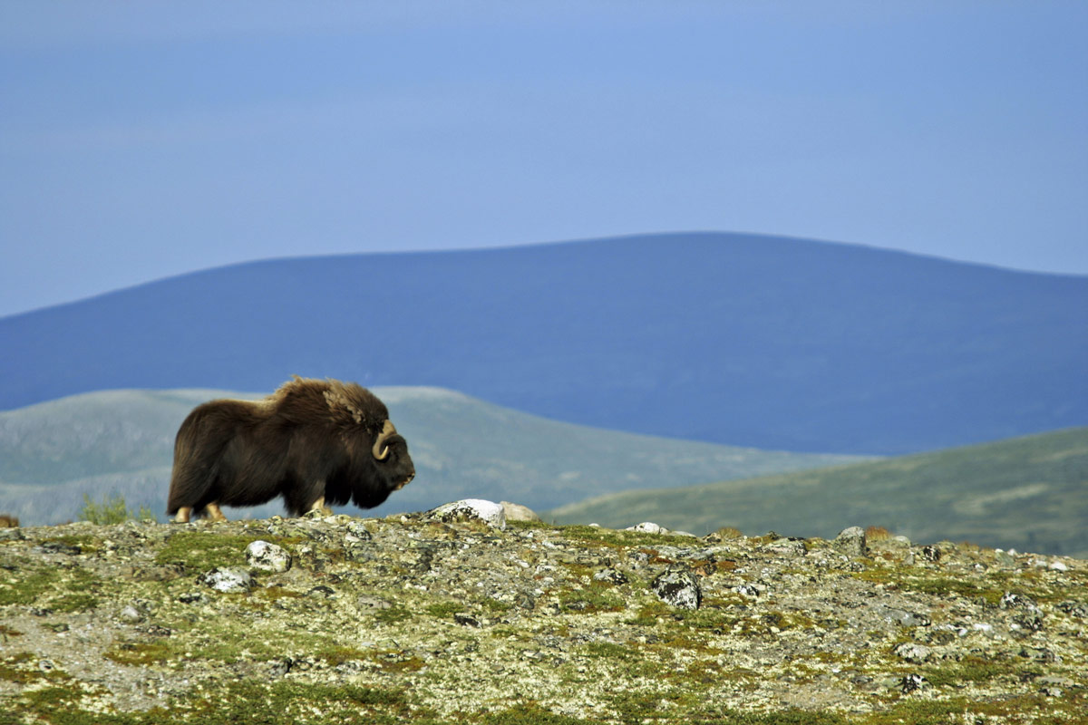 Muskox roam the plains of Ellesmere Island in Nunavut, one of the most amazing places in Canada