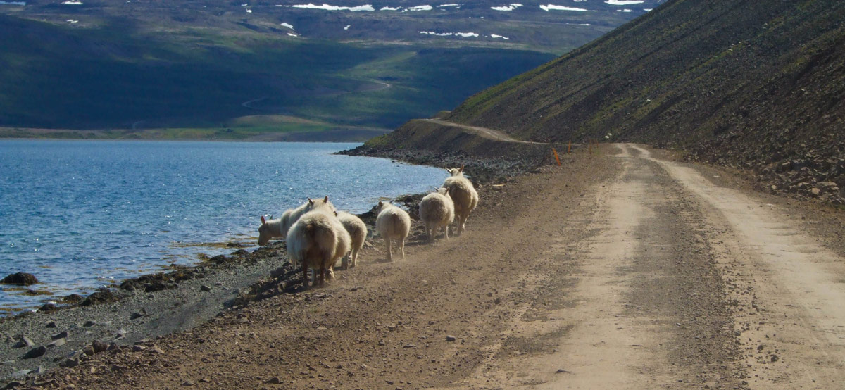 Sheep walking along the edge of a dirt road in Iceland's Westfjords
