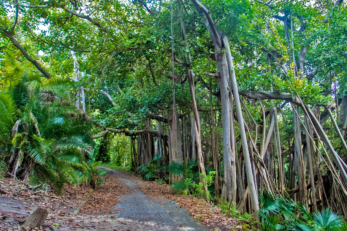 Tom Moore's Jungle is also known as the Blue Hole Park is one of the best places to visit in Bermuda with kids