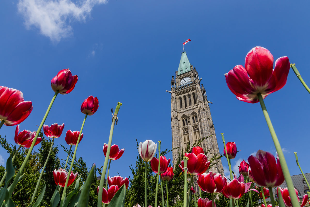 Parliament buildings in Ottawa Ontario viewed from a garden of Tulips are one of the most amazing places in Canada