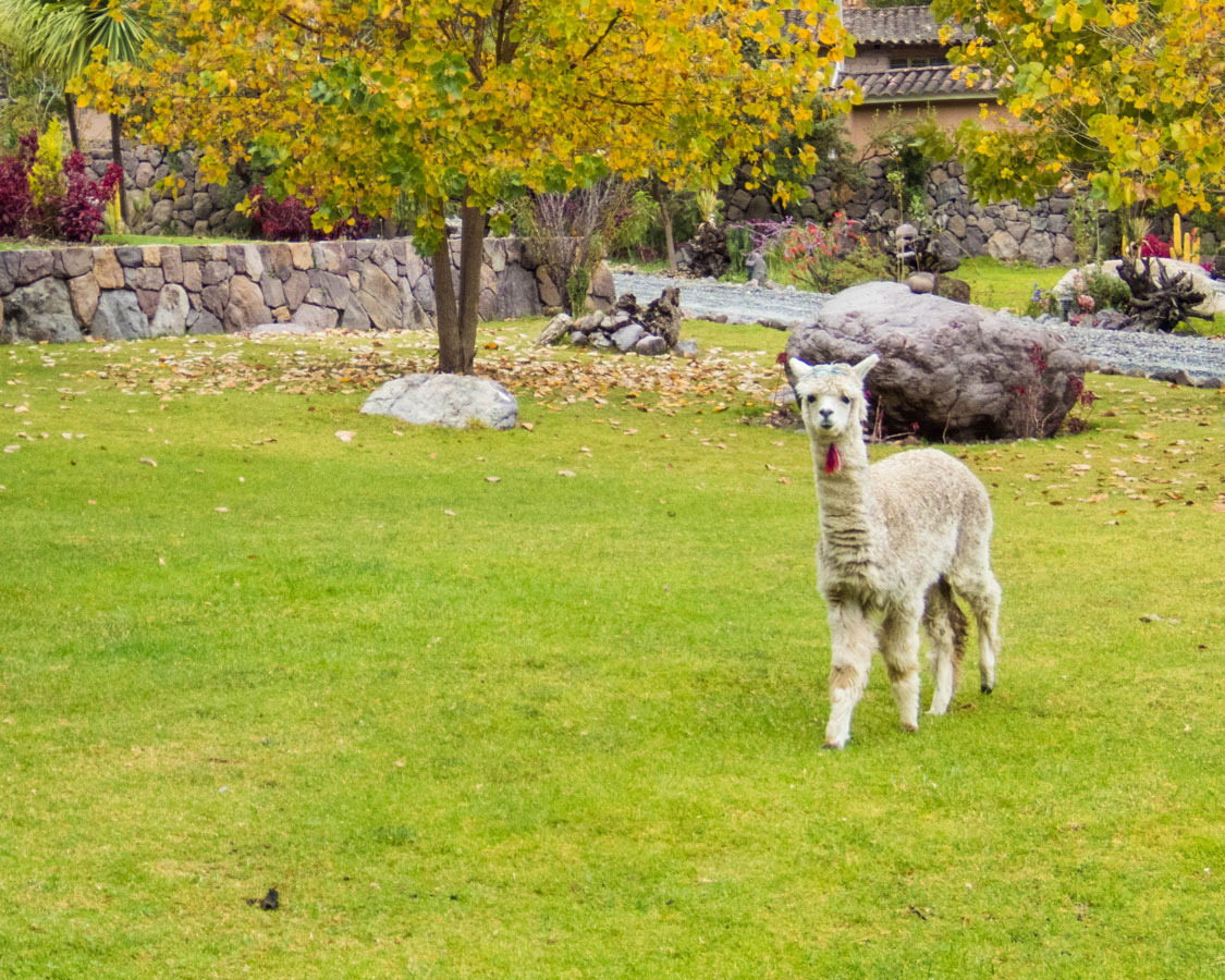 Baby llama in theCasa Andina Private Collection Sacred Valley Peru