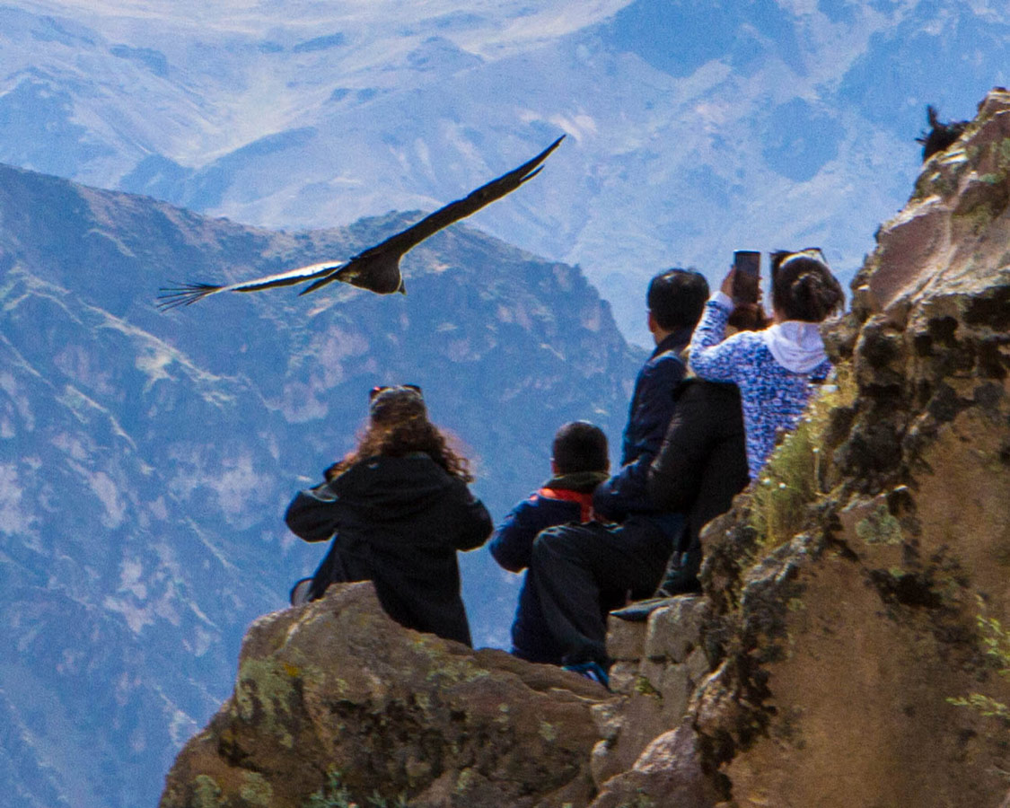 An Andean Condor flies close over the heads of photographers at Cruz del Condor shooting Andean Condors in Colca Canyon with kids