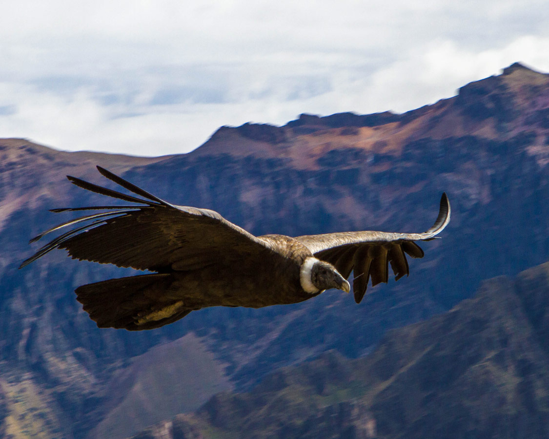 One of the largest birds in the world flies near the camera as we visit the Andean Condors in Colca Canyon with Kids