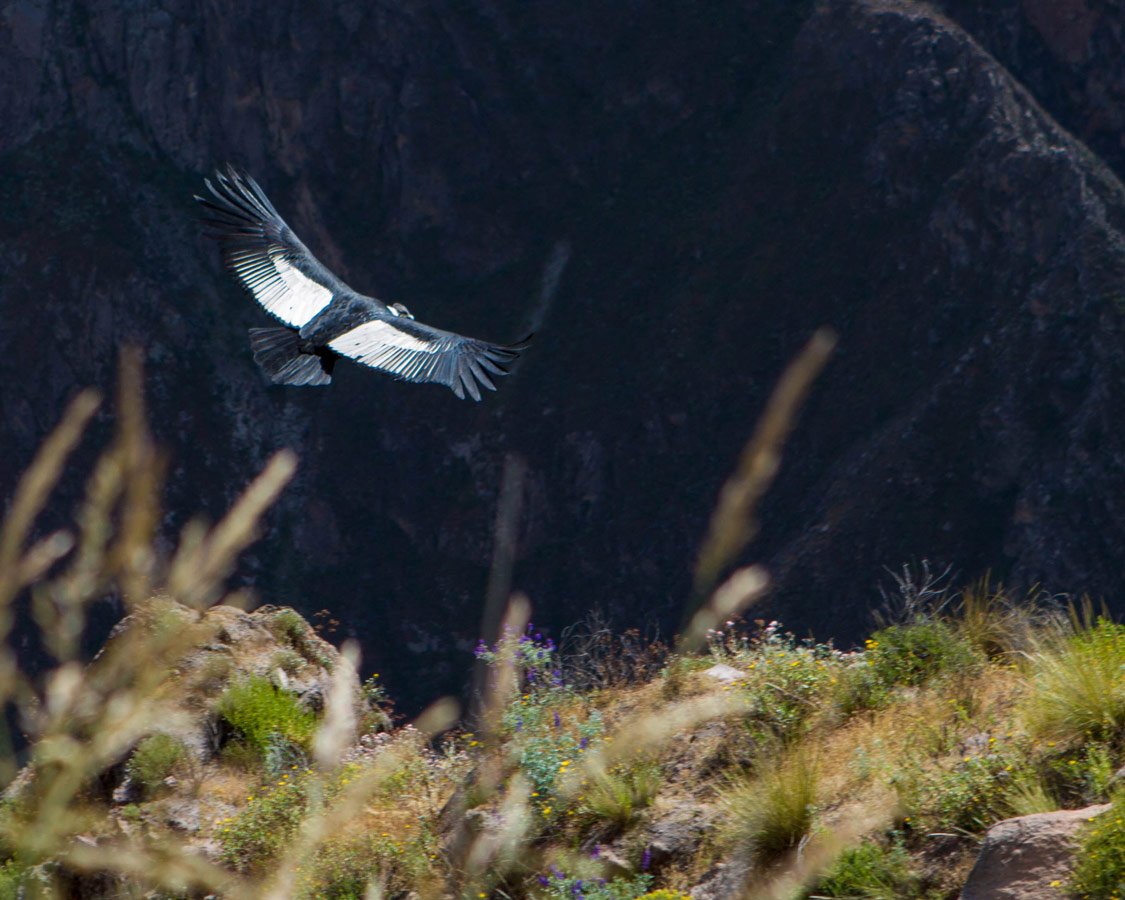 An Andean Condor flies below the rim in Colca Canyon with kids