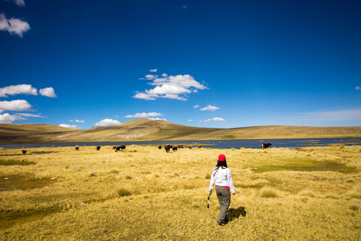 Christina Wagar walks through a field full of cows in the Peruvian Andes on her way to see the Andean Condors in Colca Canyon with kids